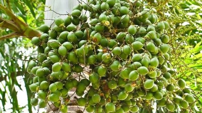 告別苦澀枷鎖——單寧酶脫澀