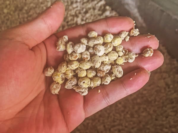 發(fā)酵釀造(醬油、豆醬、腐乳、魚露)—酶制劑解決方案