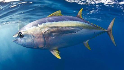 金槍魚低聚肽與多肽，通過酶制劑可以控制分子量大小嗎？