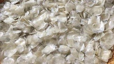 魚鱗制備膠原蛋白肽——酶解工藝解鎖健康新可能