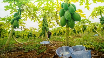 解鎖魷魚脫皮“酶”力——木瓜蛋白酶的神奇應(yīng)用