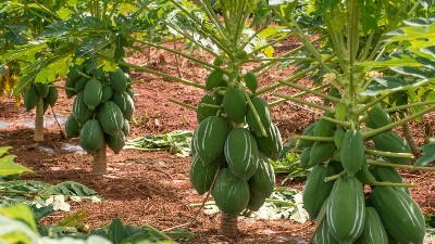 木瓜蛋白酶是什么食品添加劑