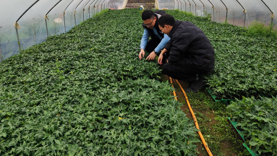 木瓜種植季——蛋白酶源頭守護(hù)品質(zhì)，鑄就酶好未來(lái)