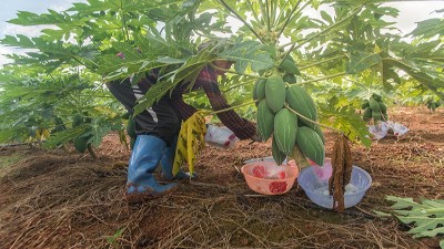 食品工業(yè)酶制劑三大來(lái)源有哪些？