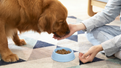 金槍魚酶解生產(chǎn)寵物誘食劑的影響因素有哪些？