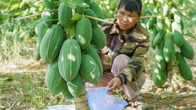 “高純度木瓜蛋白酶”存在嗎？