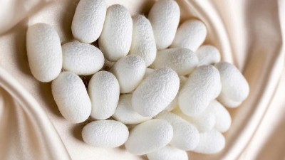 堿性蛋白酶在蠶絲肽中的應(yīng)用